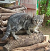 Очень нужен дом для двух котят,замерзающих на дачах - фото 7