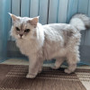 Ася ищет дом, в котором её снова будут любить - фото 4