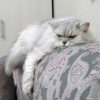 Ася ищет дом, в котором её снова будут любить - фото 7