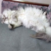 Ася ищет дом, в котором её снова будут любить - фото 9