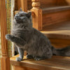 Шикарный Дымок - метис нибелунга (1,5 г.) в дар - фото 4