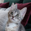 Маленькие котята (2 мес.) в добрые руки - фото 5