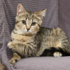 Маленькие котята (3 мес.) в добрые руки - фото 1