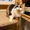 Шикарные молодые котики и кошечки (1 г.) в дар - фото 1