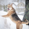 Верной, преданной собаке Мяте очень нужен свой родной челове - фото 9