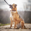 Позитивная Сэмми в поисках своей семьи - фото 6