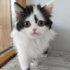 Котёнок шотландский - фото 1