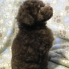 Щенок пудель той коричневый Янг Фешен - фото 2
