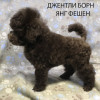 Щенок пудель той коричневый Янг Фешен - фото 3