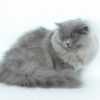 Потерялся британский длинношерстный кот в Санкт-Петербурге пропала