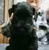 Продается щенок цвергшнауцера в Пензе 30 000 руб.