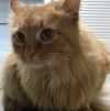 Найден молодой рыжий кот в Москве найдена