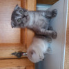 Шотландские вислоухие котята - фото 3