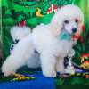 Пудель миниатюрный белые мальчики - фото 1