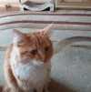 Рыжий кот ищет дом в Москве 1 000 руб.