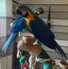 Синие и золотые попугаи ара для возвращения в Санкт-Петербурге договорная