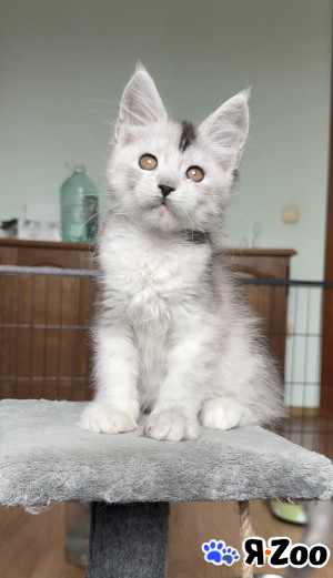 Питомник Moonrisecoon cattery в Санкт-Петербурге