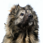 Собаки породы Кавказская овчарка