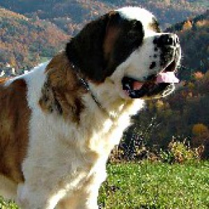 Сенбернар — описание породы, питание и уход за собакой
