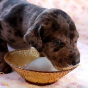 Почему собака отказывается от еды — причины, способы накормить