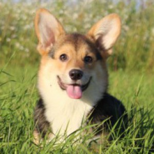 Вельш–корги пемброк – описание породы, характер и фото собаки