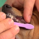 Как чистить зубы собаке — приучить, частота, альтернатива